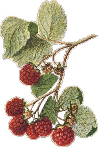 Wholesome Berry Fusion: Handpicked Rural Treasures